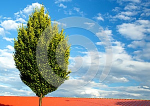 Lonely tree on cloudy sky