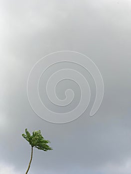 Lonely tree and cloudy sky, Tree on raincloud.