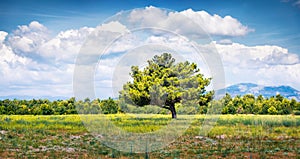 Lonely tree on the coast of Adriatic sea. Colorful morning scene of Croatia, Europe. Bright summer panorama in the mountain valley