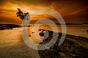 Lonely tree on coast line