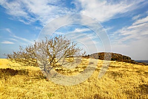 Lonely tree at the col TrÃ©dudon in the Monts d`ArrÃ©e in Brittany