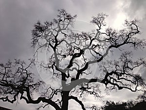Lonely tree on cold day