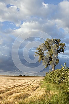 Lonely Tree in the Corn Field