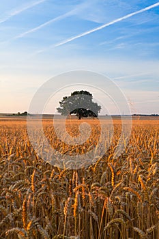 Lonely tree on the corn field