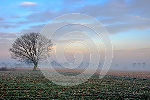 Lonely tree on the countryside under a sunrise sky