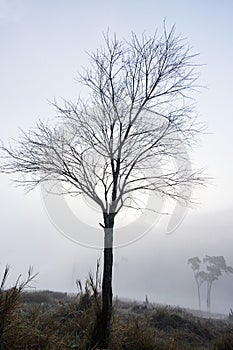 Osamělý strom pokrytý podle studený mlha 