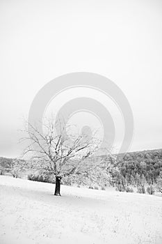 A lonely tree covered with frost against the backdrop of a snow-covered forest. Natural background