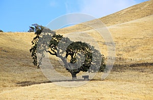 Lonely tree and cow