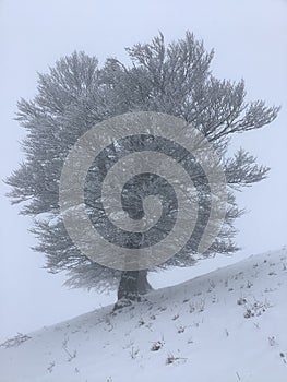 a lonely tree in the dead of winter