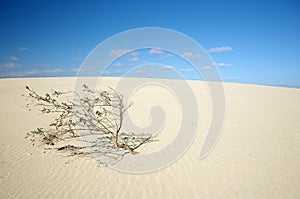 Lonely tree in desert