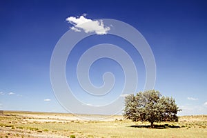 Lonely tree in desert