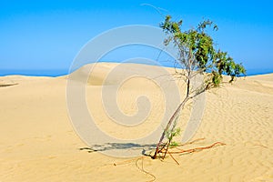 Lonely tree in desert.