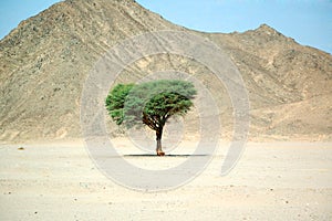 Lonely tree in the desert