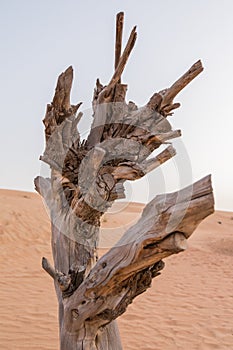 Lonely Tree in The Desert at Dubai