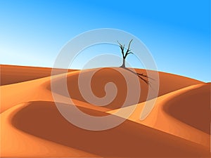 Lonely tree in desert dune