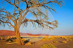 Lonely tree in desert