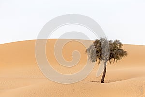 Lonely tree in the desert in UAE