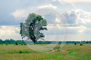 lonely tree with dirt road near forest