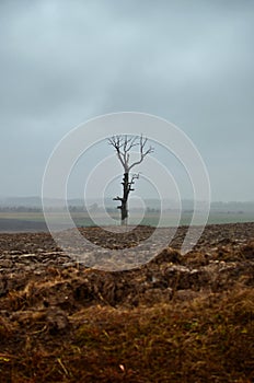 Lonely tree in dramatic countryside