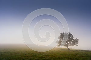 Lonely tree with dreamy light