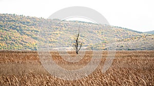 A lonely tree dried in centre of wheat field autumn hill landscape alone fog foggy mist early morning autumn