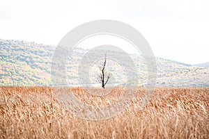 A lonely tree dried in centre of wheat field autumn hill landscape alone fog foggy mist early morning autumn