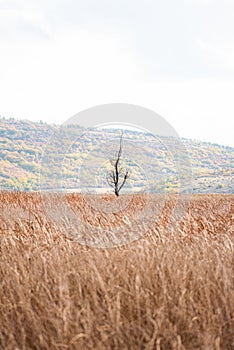 A lonely tree dried in centre of wheat field autumn hill landscape alone fog foggy mist early morning autumn
