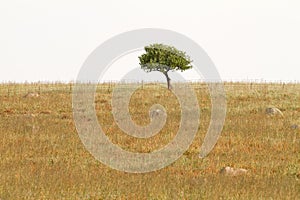 Lonely Tree In Dry Field