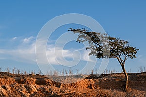 Lonely tree on a dry field against blue sky