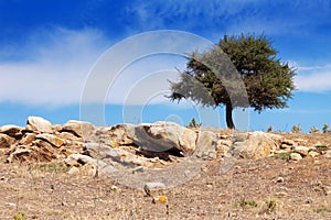 Lonely tree in dry rocky area