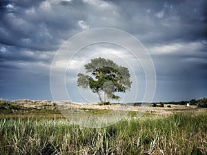 Lonely tree between the dunes.  Before the storm.Way to the beach. Schleswig-Holstein Germany, Europe