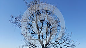 Lonely tree in early spring