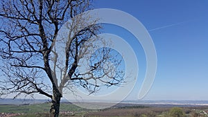 Lonely tree in early spring photo