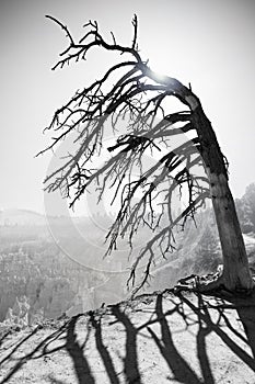 Lonely tree on edge of Bryce canyon in BW - Utah, USA