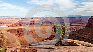 Lonely tree at the edge in Canyonlands. View from Basin Overlook in Dead Horse Point State Park