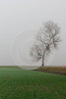 Lonely tree on the edge of a field of green shoots with dense fog