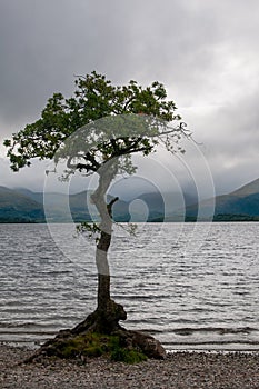 Lonely tree at the edge of a lake at sunset. Cloudy stormy sky. Longexposure , Loch Lomond Scotland