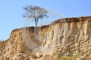 Lonely tree on the edge of sandstone cliff near Kuyalnik liman salt lake