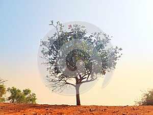 Lonely tree on the edge of the slope