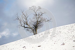 Lonely tree on the edge of a snowy hill