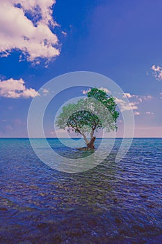 A lonely tree on the edge of a vast ocean with beautiful blue sky and sea color