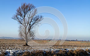 Lonely tree in an empty field