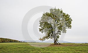 Lonely tree at the empty green field