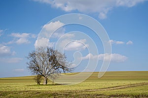 Lonely tree in an endless wheat field in spring