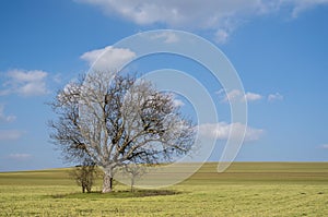 Lonely tree in an endless wheat field in spring