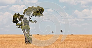 Lonely tree in the expanse of savanah photo