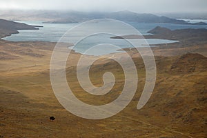 A lonely tree on field