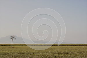 Lonely tree in a field