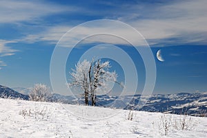 Lonely tree in the field