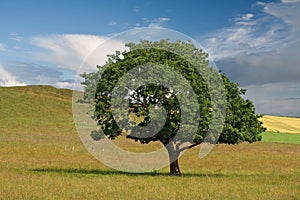 Lonely Tree in the Field - 2880
